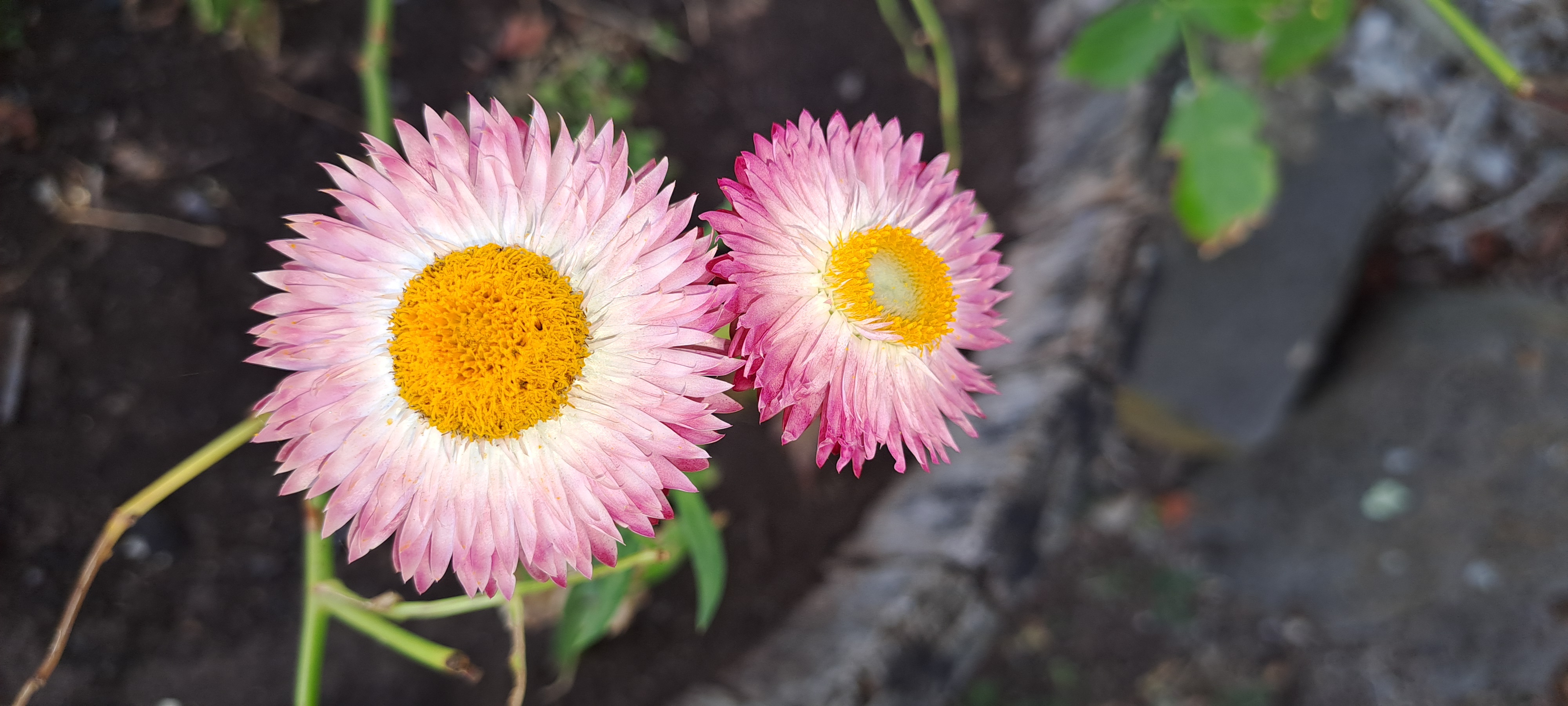 Are You Really Like a Flower